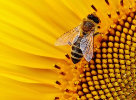 abeja flor