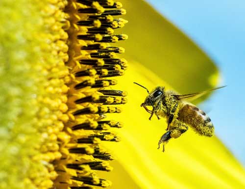 abeja y polen